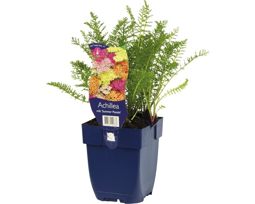 Schafgarbe FloraSelf Achillea millefolium 'Summer Pastels' H 5-30 cm Co 0,5 L Schafgarbe im Topf