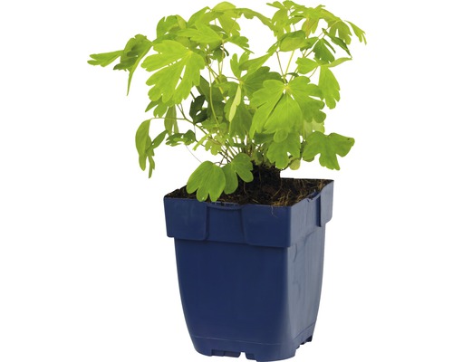 Fleur des elfes en pot