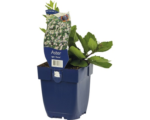 Aster Ager Asran en pot