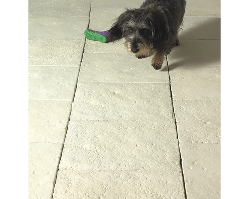 Teckel avec chaussure pour chien sur sol en dalles de pierre