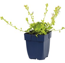 Mauve en pot