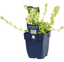 Campanule en pot