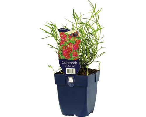 Œil de jeune fille FloraSelf Coreopsis verticillata 'Ruby Red' h 5-20 cm Co 0,5 l Plante de Coreopsis Ruby Red en pot