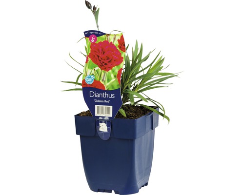 Œillet commun FloraSelf Dianthus caryophyllus 'Odessa Red' h 5-20 cm Co 0,5 l Dianthus ''Odessa Red'' plante en pot