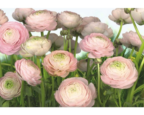 Papier peint panoramique 8-894 VOL 15 Gentle rose 8 pces 368 x 254 cm