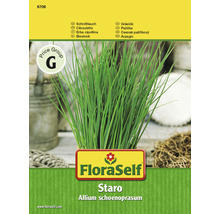 FloraSelf Schnittlauch Staro Allium schoenoprasum