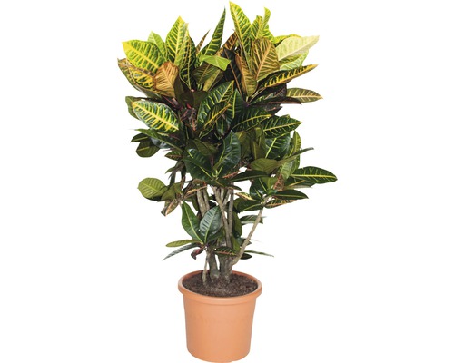 Wunderstrauch, Croton FloraSelf Codiaeum variegatum 'Petra' H 110-120 cm Ø 22 cm Topf