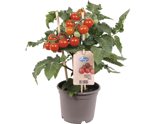 Tomate cerise tomates snack FloraSelf pot Ø 13 cm