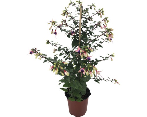 Fuchsia FloraSelf Fuchsia-Cultivars pot Ø 17 cm