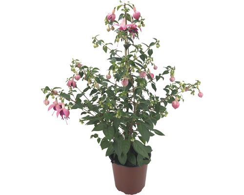 Fuchsia en pot