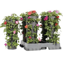 Blumenkasten mit verschiedenen blühenden Blumen
