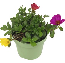 Portulakröschen in einem Topf