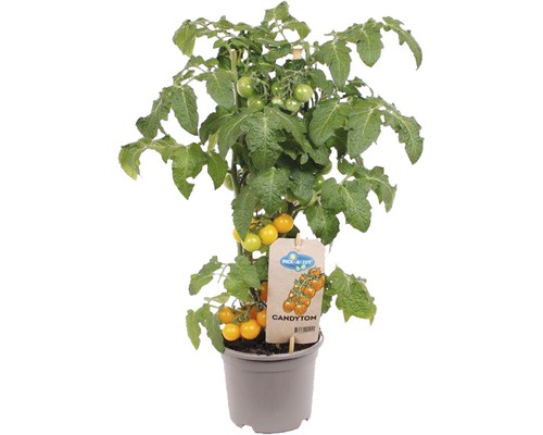 Tomate cerise amuse-gueule FloraSelf Solanum lycopersicum pot Ø 14 cm