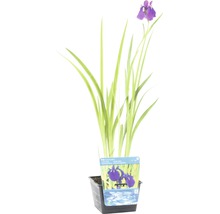 Iris en pot