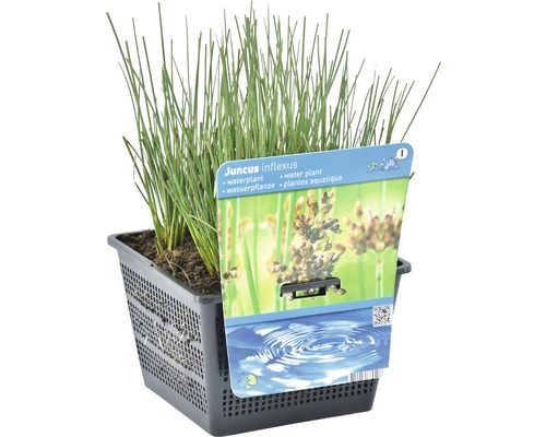 Jonc épars Juncus inflexus en pot