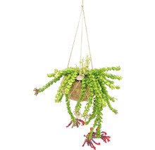 Plante suspendue dans une noix de coco avec des feuilles vertes et des fleurs rouges