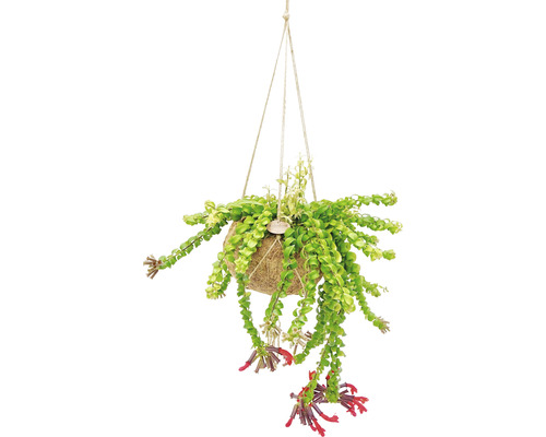 Plante pour suspension : aeschynanthus