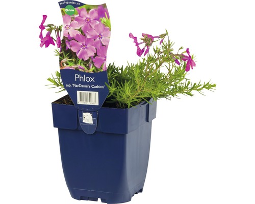 Phlox sub McDaniel''s Cushion im Topf