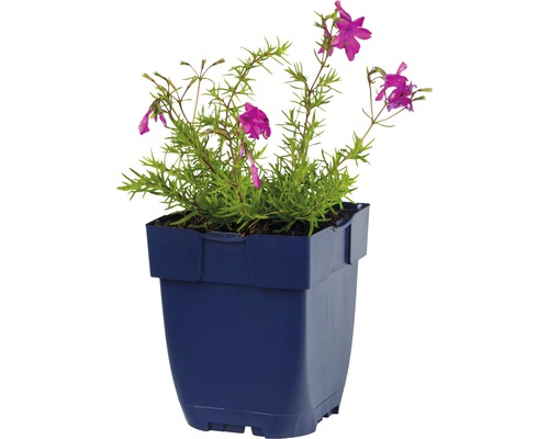 Gefüllter Rittersporn in einem Topf