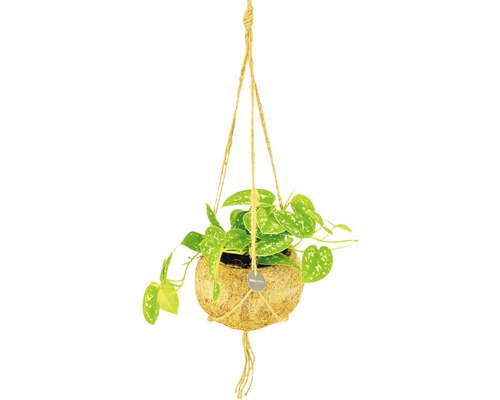 Kit de suspensions Kokodama FloraSelf mélange pothos Scindapsus h 30-35 cm pot Ø 15 cm sélection aléatoire de variétés