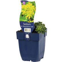 Sédum variété Weihanstephaner Gold dans un pot bleu