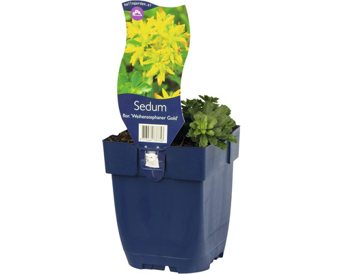Sédum variété Weihanstephaner Gold dans un pot bleu