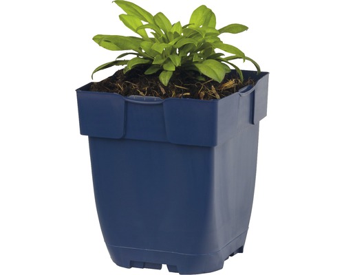 Pot de fleurs carré avec plante