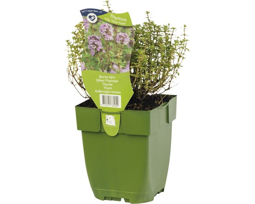 Thym blanc panaché FloraSelf Thymus vulgaris 'Silver Posie' h 5-20 cm Co 0,5 l Herbe de thym en pot