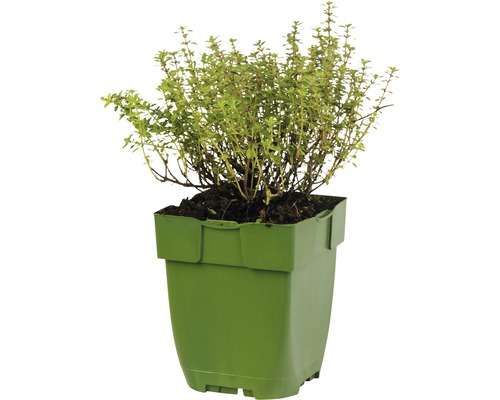 Thym dans un pot