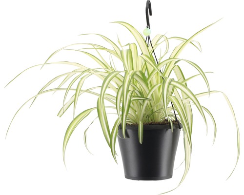 Lys vert retombant FloraSelf Chlorophytum comosum 'Bonnie', en ensemble de suspension florale, hauteur avec pot 40-50 cm pot Ø 17 cm