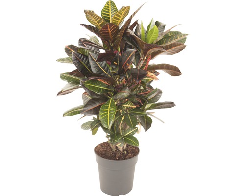 Wunderstrauch, Croton FloraSelf Codiaeum variegatum 'Petra' H 70-80 cm Ø 24 cm Topf Kroton Pflanze im Topf