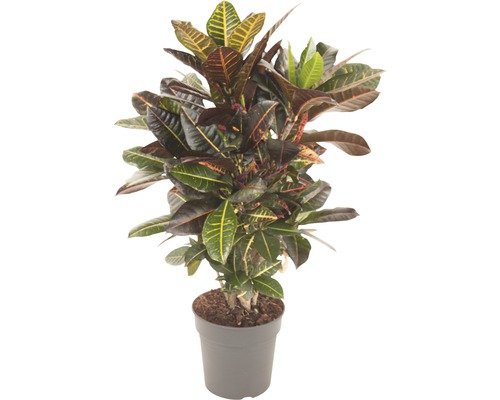 Croton FloraSelf Codiaeum variegatum 'Petra' h 70-80 cm pot Ø 24 cm