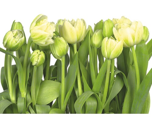 Fototapete Papier 8-900 VOL 15 Tulips 8-tlg. 368 x 254 cm