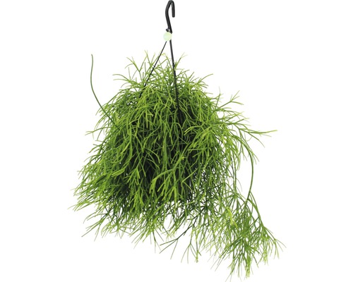 Korallenkaktus, Rutenkaktus im Ampeltopf FloraSelf Rhipsalis 'Oasis' H 20-30 cm Ø 17 cm Topf