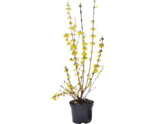 Forsythia en pot avec des fleurs jaunes