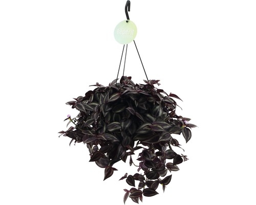 Tradescantio (misère) FloraSelf ensemble de suspension florale, Tradescantia 'Jewel Red' hauteur avec pot 20-25 cm pot Ø 17 cm