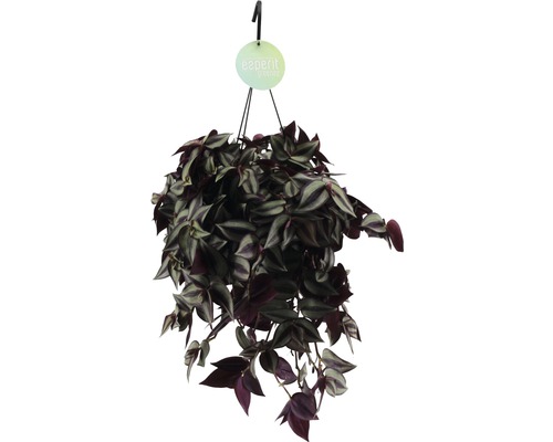 Juif errant dans une suspension FloraSelf Tradescantia zebrina 'Violet' hauteur avec pot 20-25 cm pot Ø 17 cm