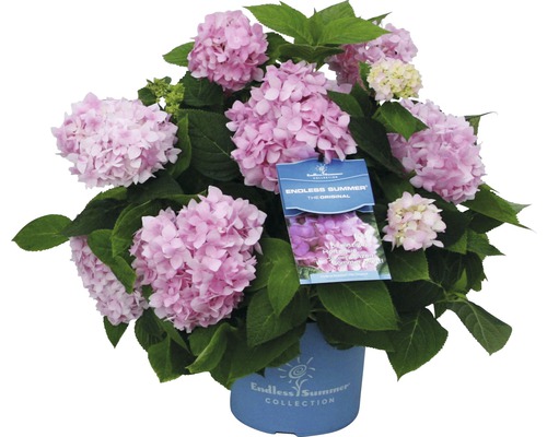 Hortensia Endless Summer® rose Hydrangea macrophylla 'The Bride' h 20-35 cm Co 5 L hortensia boule à floraison fréquente