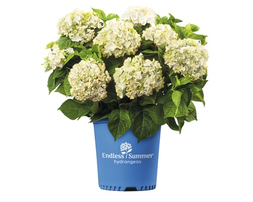 Hortensia Endless Summer® blanc Hydrangea macrophylla 'The Bride' h 20-35 cm Co 5 L hortensia boule à floraison fréquente