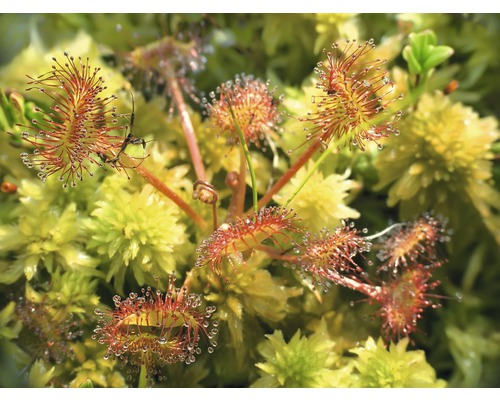 Plante de droséra avec des insectes