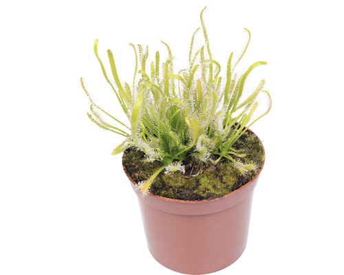 Rossolis en pot