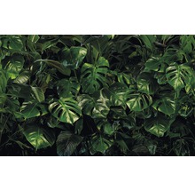Papier peint panoramique intissé P333-VD4 Pure Tropical Wall 4 pces 400 x 250 cm