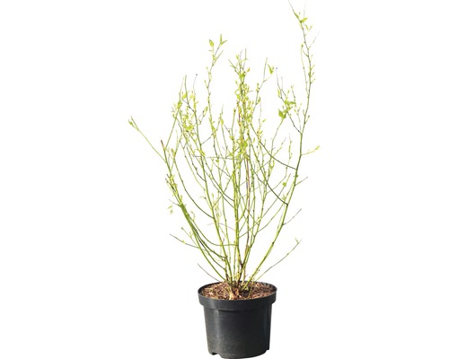 Myrtillier en pot