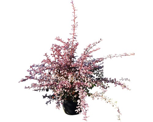 Épine-vinette en pot