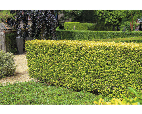 Haie de jardin soignée avec des feuilles vertes
