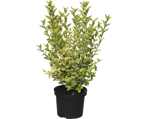 Troène cultivé en pot avec des feuilles panachées