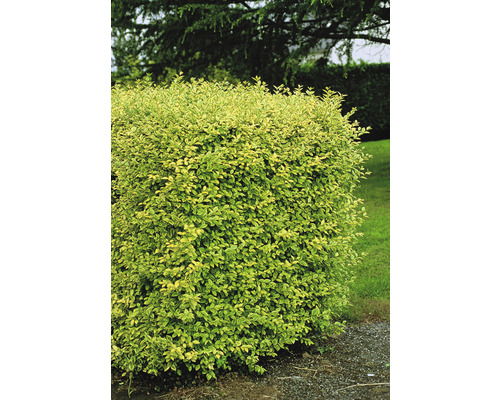 L''image montre une haie avec des feuilles vert et jaune.