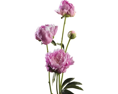 Pivoine FloraSelf Paeonia lacitfolia Co 3,5 l rose clair