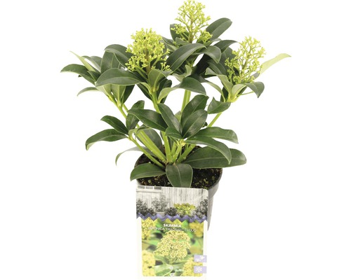 Skimmia du Japon FloraSelf Skimmia japonica 'Fragrant Cloud' h 15-20 cm Co 0,5 l