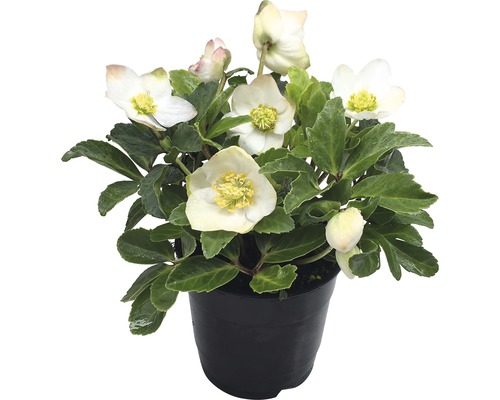 Christrose 'Christmas Carol' FloraSelf Helleborus niger 'Christmas Carol' Ø 12 cm Topf